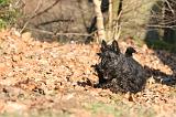 SCOTTISH TERRIER 098